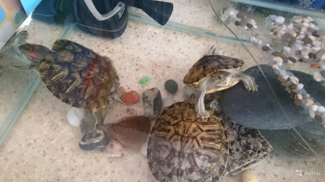 Красноухая черепаха: содержание, кормление в домашних условиях