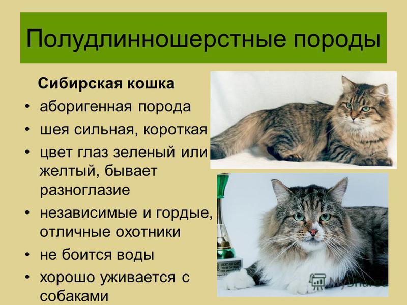 Сибирская кошка: описание, характер, уход и содержание, цена, фото