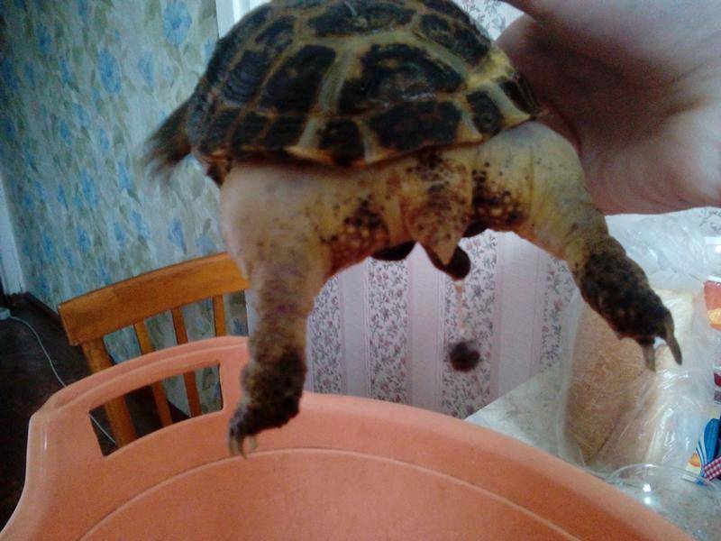 Почему сухопутная черепаха вялая и не ест