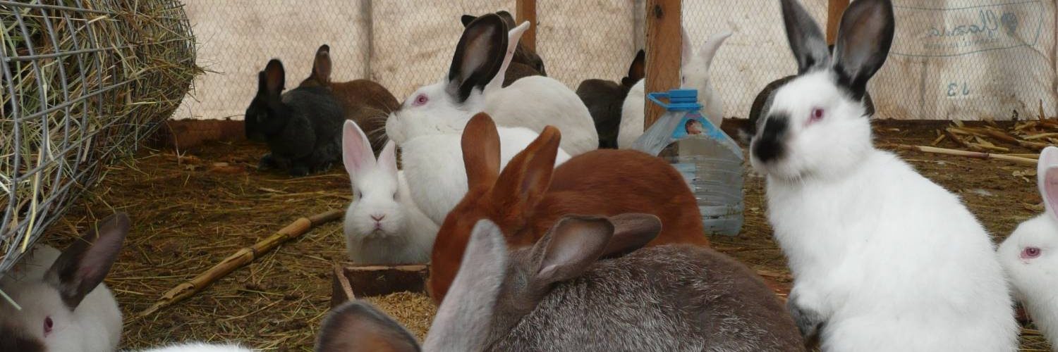 Основные правила содержания кролей