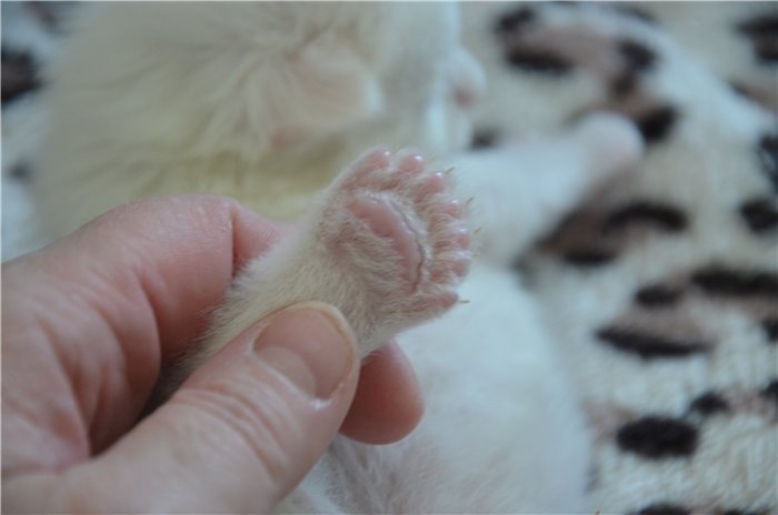Сколько пальцев у кошки - на задних и передних лапах