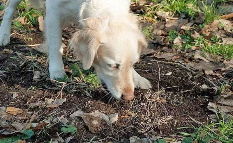 Почему собака ест землю - причины и методы избавления