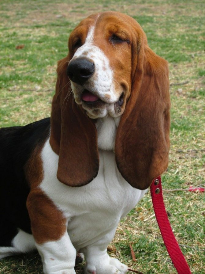 Длинная собака с длинными ушами: описание пород, фото