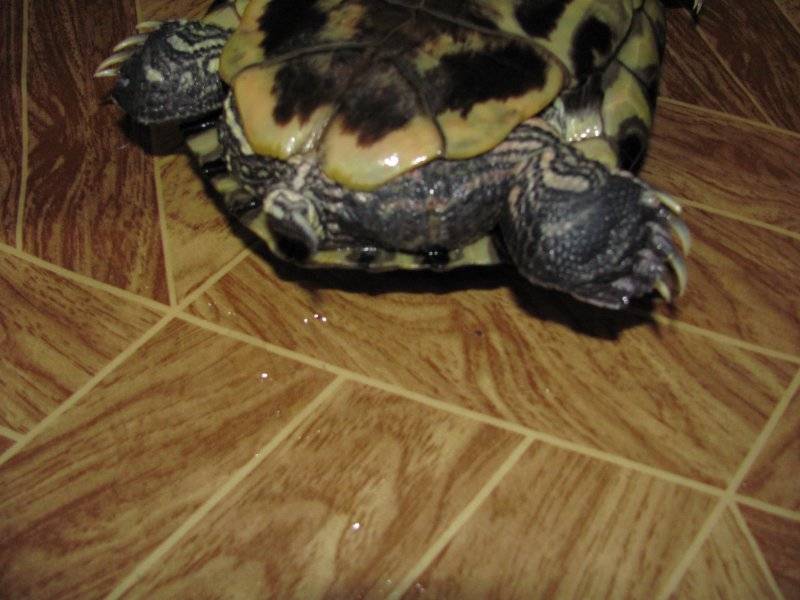 Чем кормить красноухих черепах?