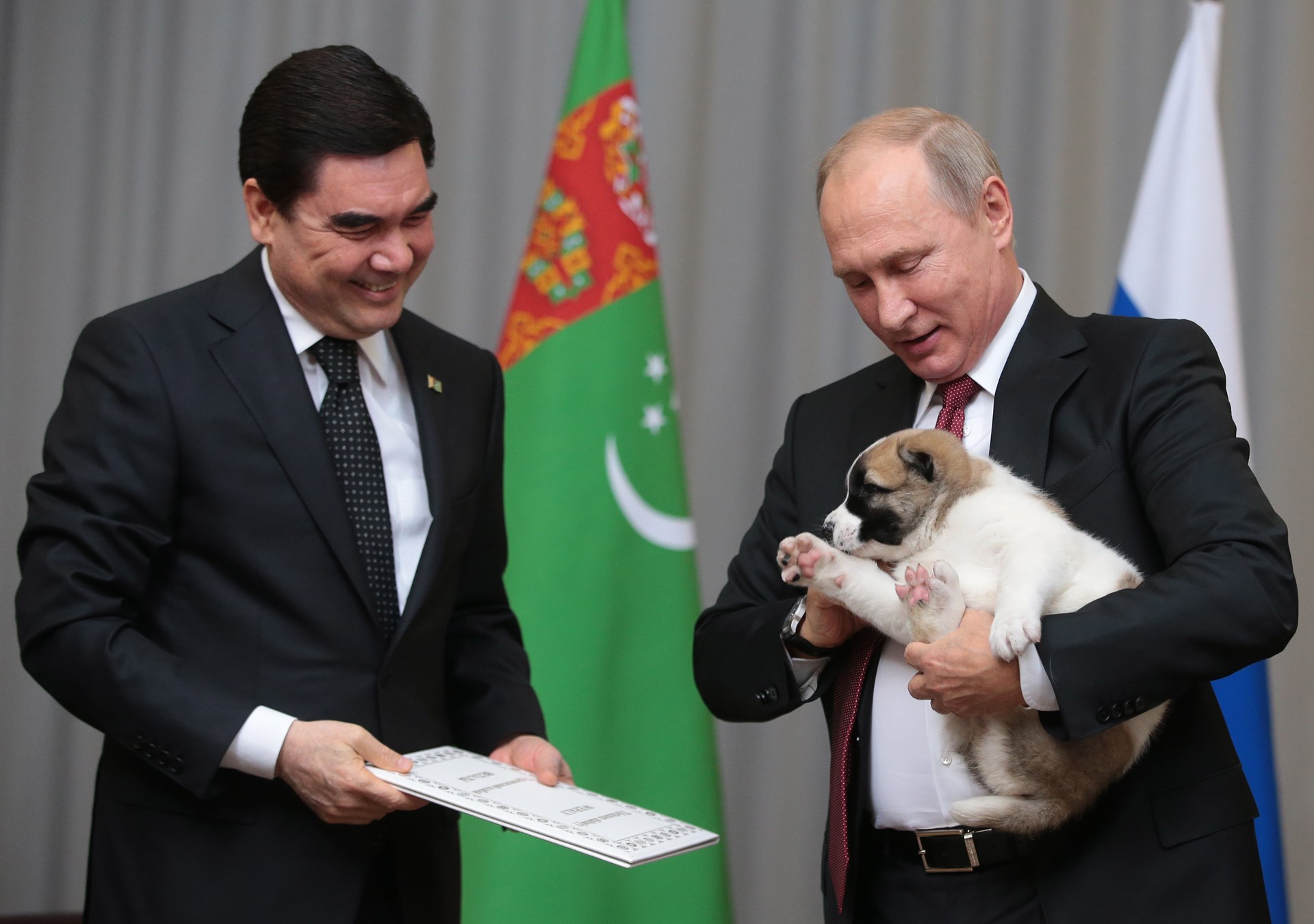 Каракачанская собака Путина