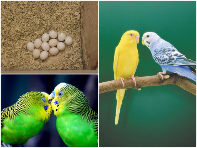 Сколько высиживают яйца волнистые попугаи: особенности яйцекладки у птиц