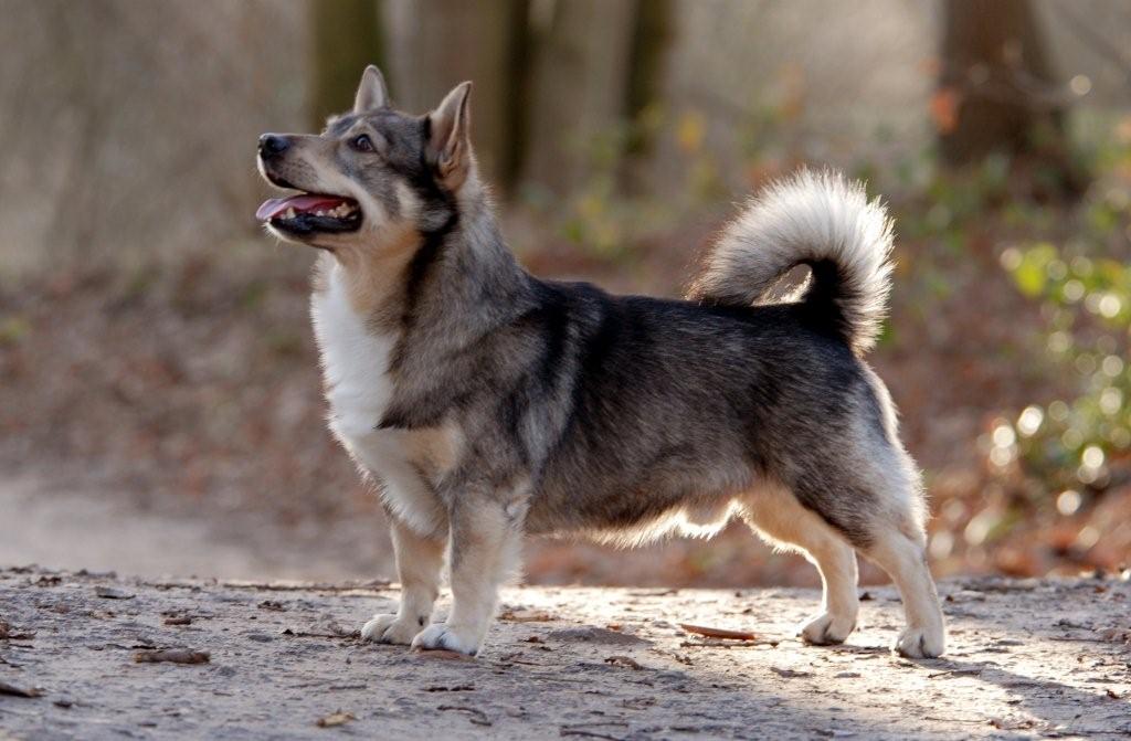 Шведский вальхунд (вестготский шпиц): опсиание породы собак с фото и видео