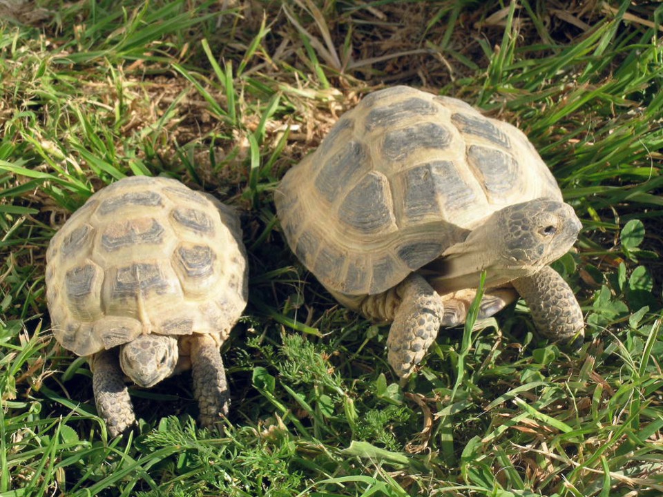 Сухопутные черепахи в домашних условиях