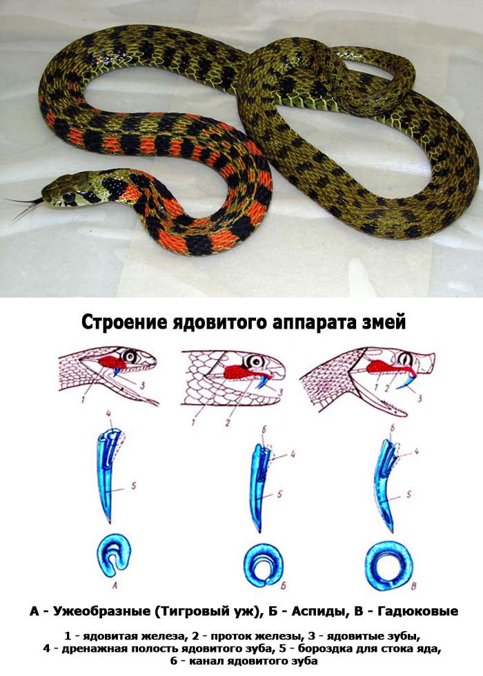 Змеи как домашние питомцы: сложно ли содержать змей?