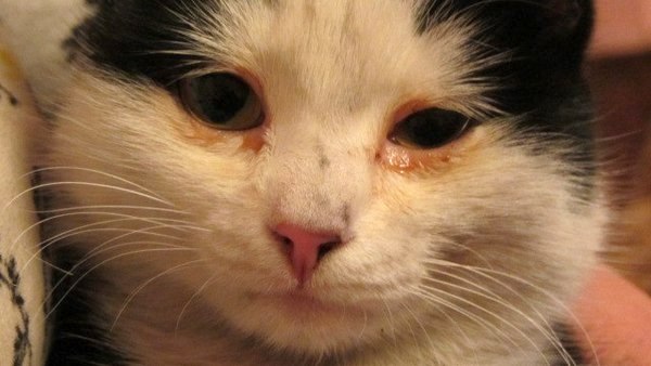 Как вылечить насморк кошке в домашних условиях? - «айболит плюс» - сеть ветеринарных клиник