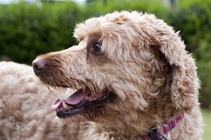 Лабрадудель: описание породы - моя собака