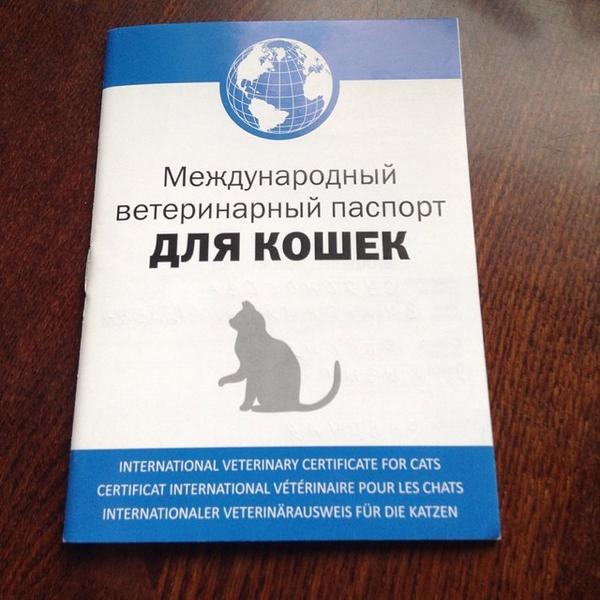 Ветеринарный паспорт для кошки: как получить и заполнять?