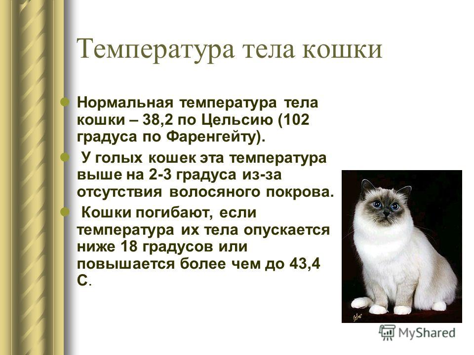 Ректальная кошка. Температура тела у котов в норме. Какая нормальная температура у кота. Норма температуры у кошек. Нормальная температура тела кота.