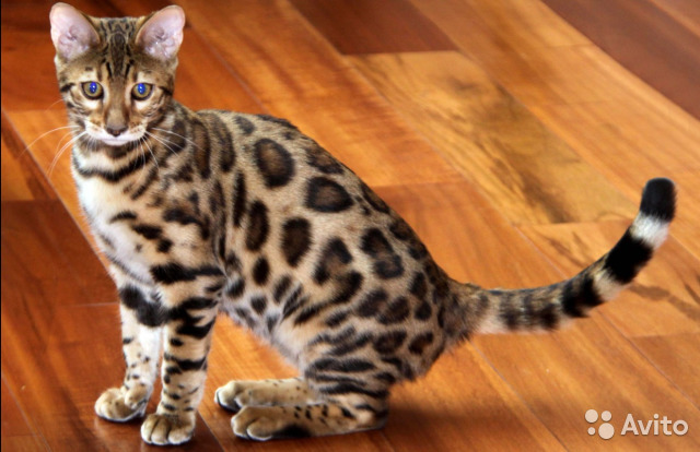 Бенгальская кошка: описание породы, характер, фото, цена, поведение и особенности, размеры и вес, чем кормить и как разводить, а также сколько живут