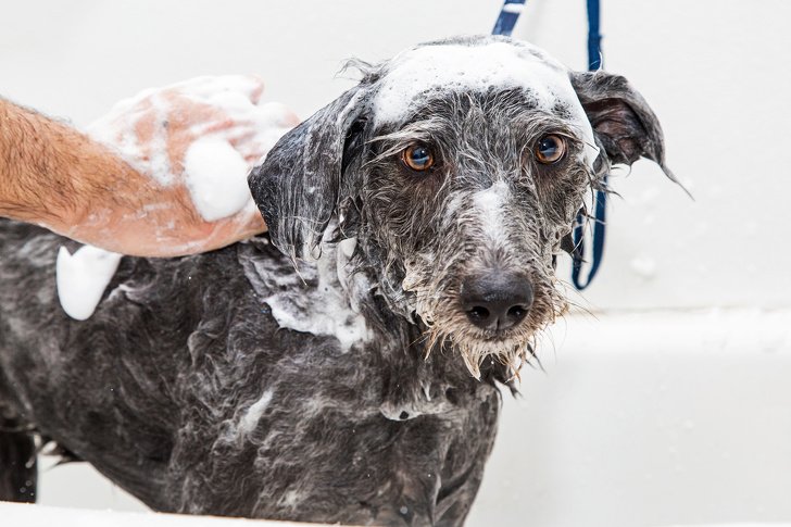 Как часто можно мыть собаку: полезные советы