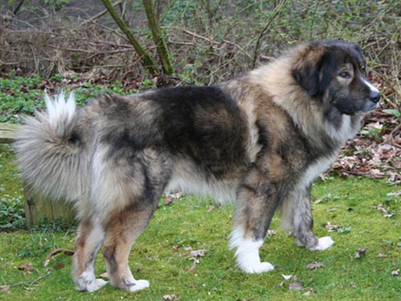 Нагази (грузинская горная овчарка): описание породы, фото собак