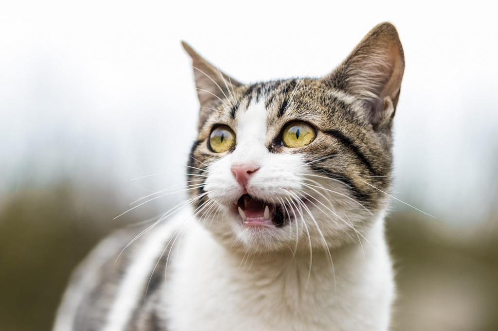 Урологический синдром у кошек: что делать, если у кошки проблемы с мочеиспусканием?