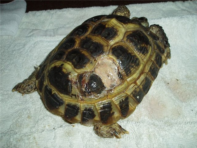 Паллиативная ретроцеломическая нефрэктомия у сухопутных черепах