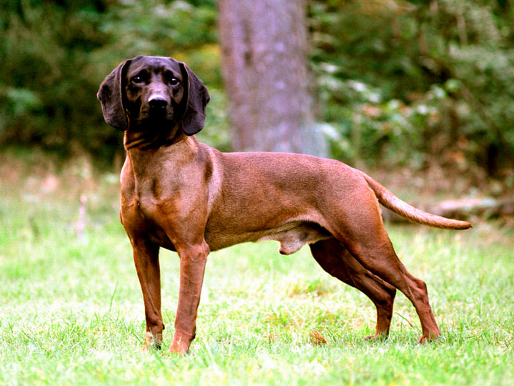 Баварская горная гончая — охотничья порода собак немецкого выведения