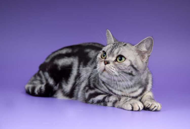 Американская короткошёрстная кошка: фото, описание, характер, содержание, отзывы