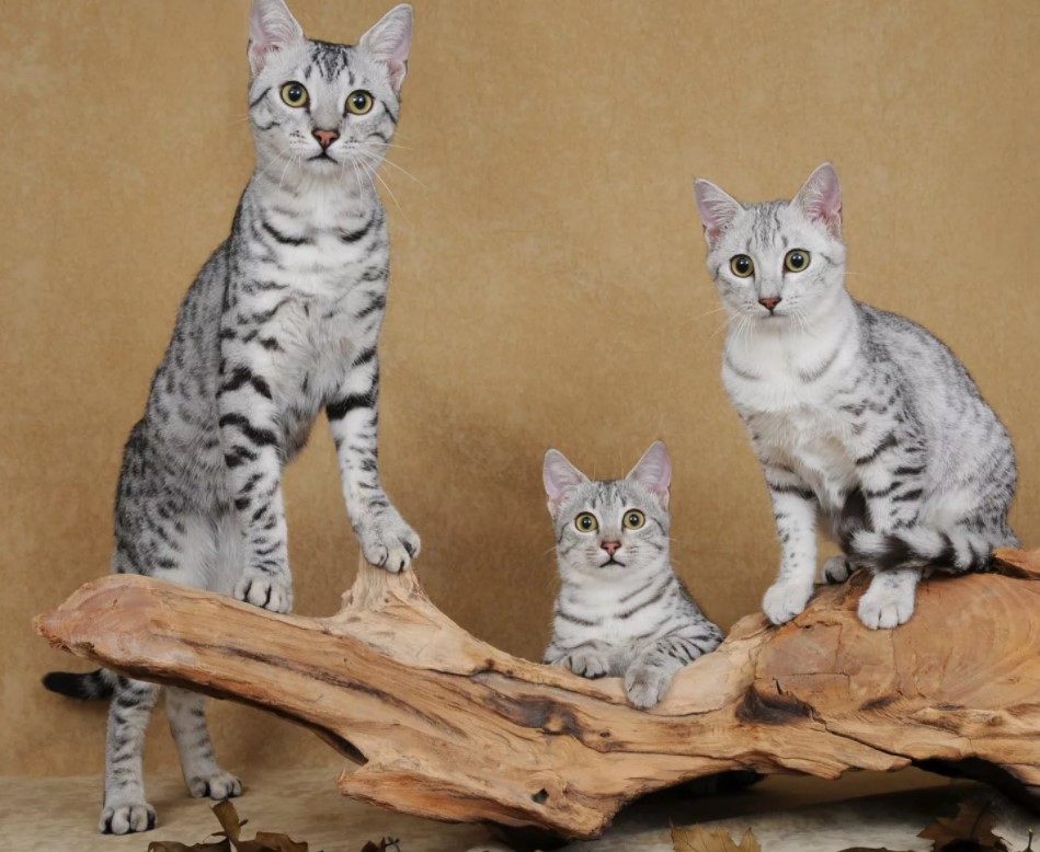 Египетская кошка мау: легенда происхождения, описание породы, повадки
