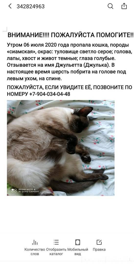 Как найти пропавшего кота, если он потерялся на улице, даче, убежала из дому домашняя кошка - блог о животных - zoo-pet.ru