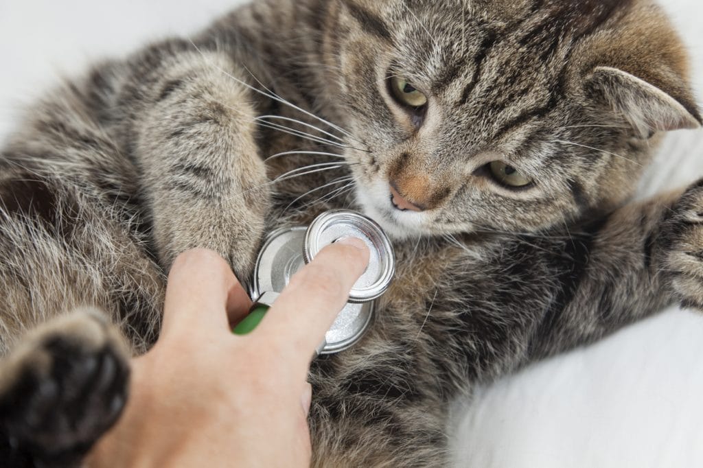 Болезни дыхательной системы кошек