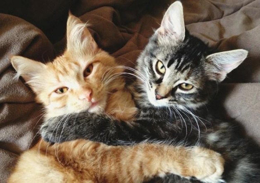 Как подружить двух кошек в одной квартире: полезные советы и маленькие хитрости
