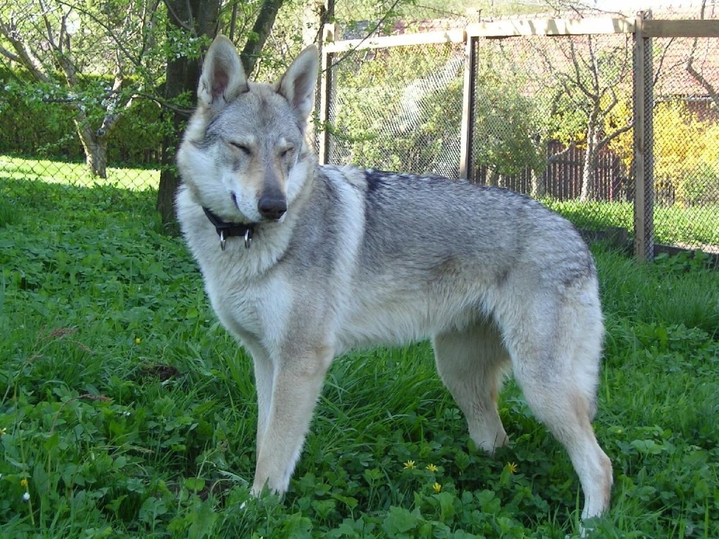 Чехословацкий влчак – описание породы, содержание и уход
