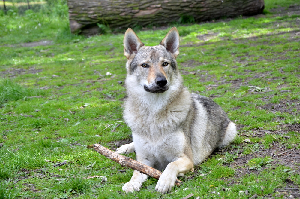 Чехословацкий влчак - описание породы и характер собаки