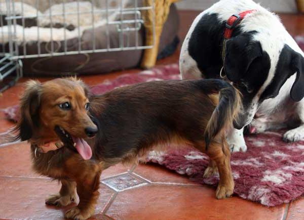 Первая вязка кобеля | о главных правилах вязки собак | сайт о маленьких собачках и не только