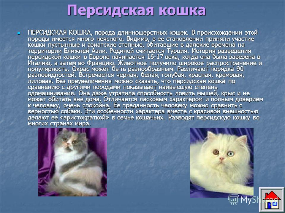 Сибирская кошка ???? фото, описание, характер, факты, плюсы, минусы кошки ✔