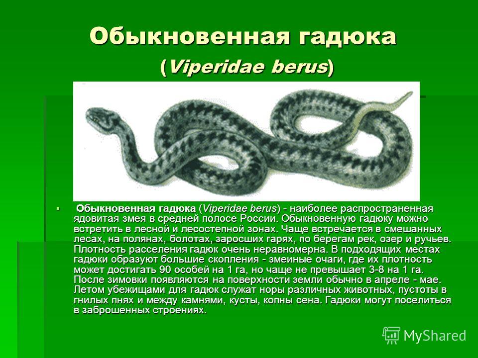 Гадюка змея. образ жизни и среда обитания гадюки