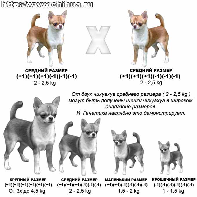 ᐉ как определить породу щенка по внешнему виду? - zoomanji.ru