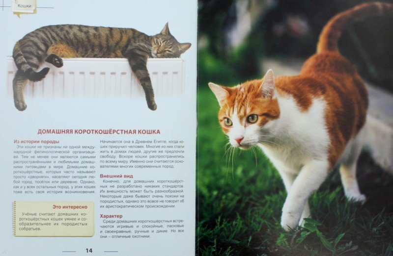 100 интересных, удивительных и забавных фактов о кошках со всего мира
