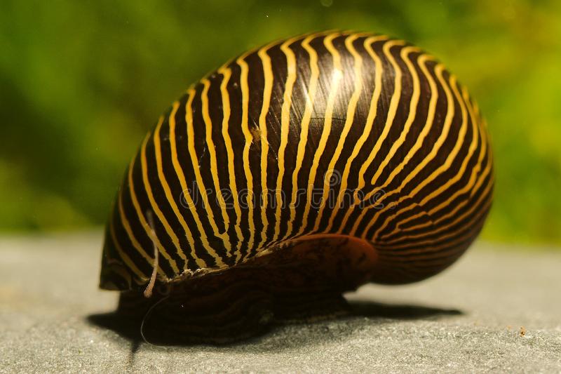 Улитка рогатая неритина, незаменимый моллюск в аквариуме