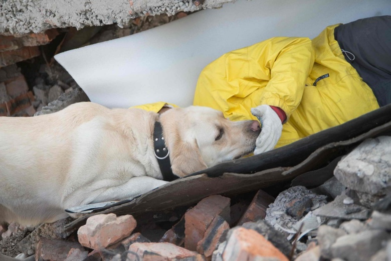 Породы собак спасателей с фотографиями
