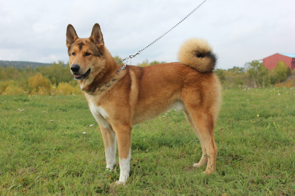 Порода собак сибирская лайка: отличия восточносибирской от западносибирской