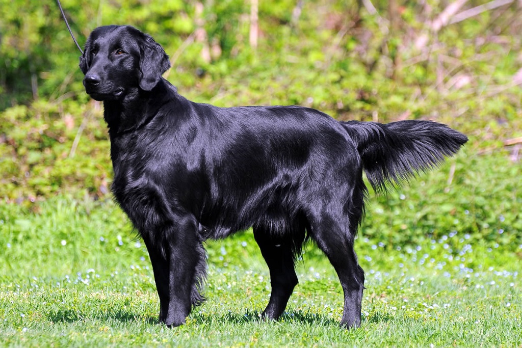 Описание породы собак прямошерстный ретривер с отзывами владельцев и фото