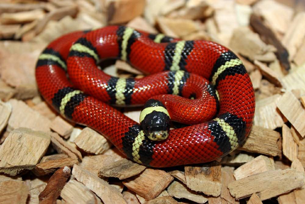 Синалойская молочная змея: фото, содержание и уход