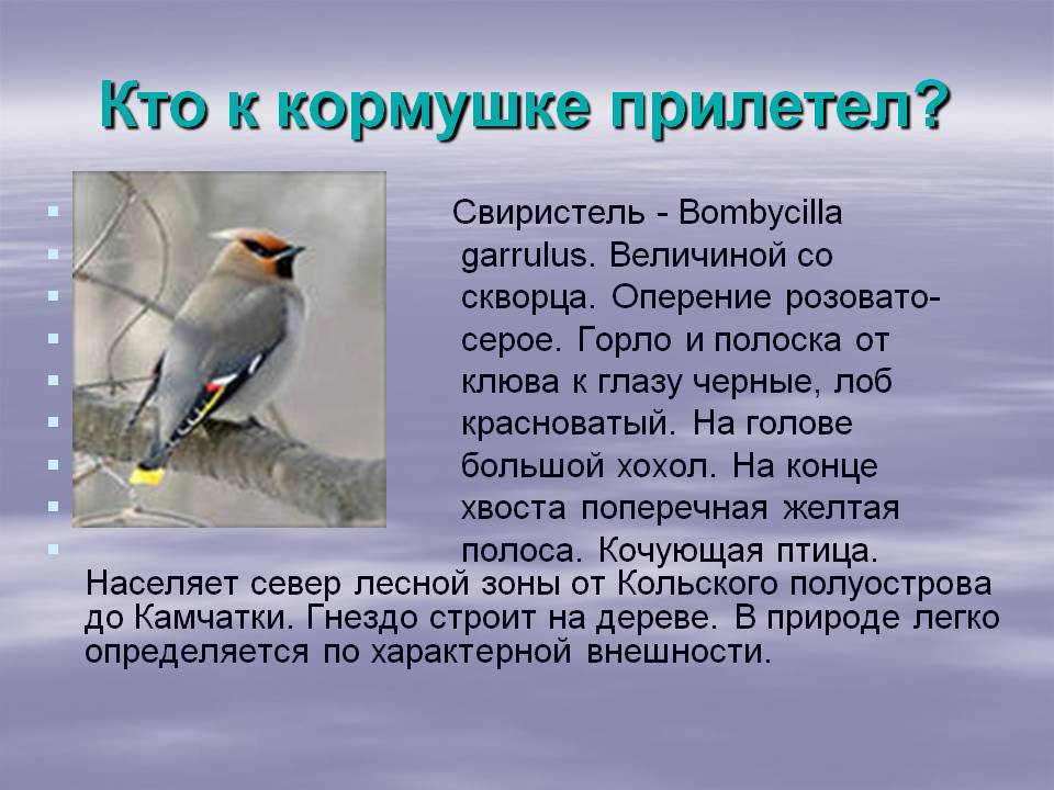 Свирель птица фото и описание
