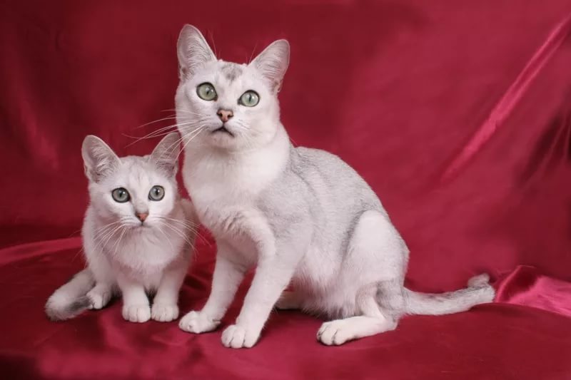 Бурмилла - 95 фото, внешние характеристики и особенности характера кошки