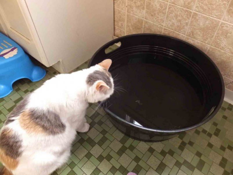 Сколько кошка может прожить без еды и воды, почему котёнок не пьёт воду и как его приучить это делать