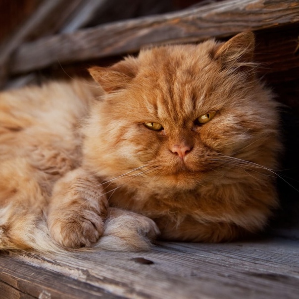Старение кошки: признаки, чем кормить и как ухаживать | hill's pet