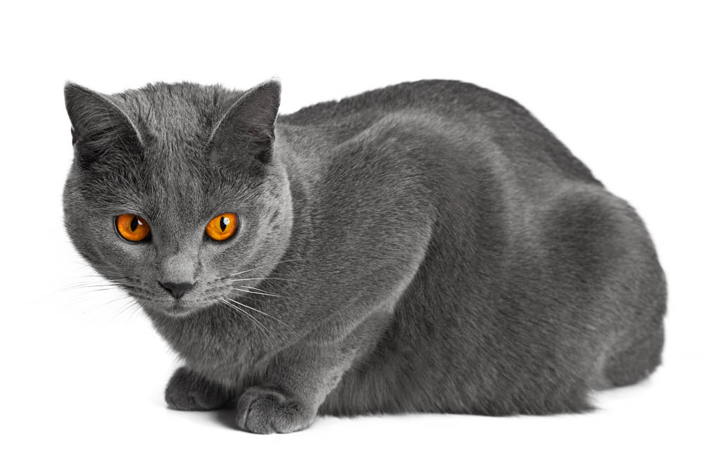 Чаузи — полное описание породы и характера кошки от а до я. топ-150 фото + интересные факты