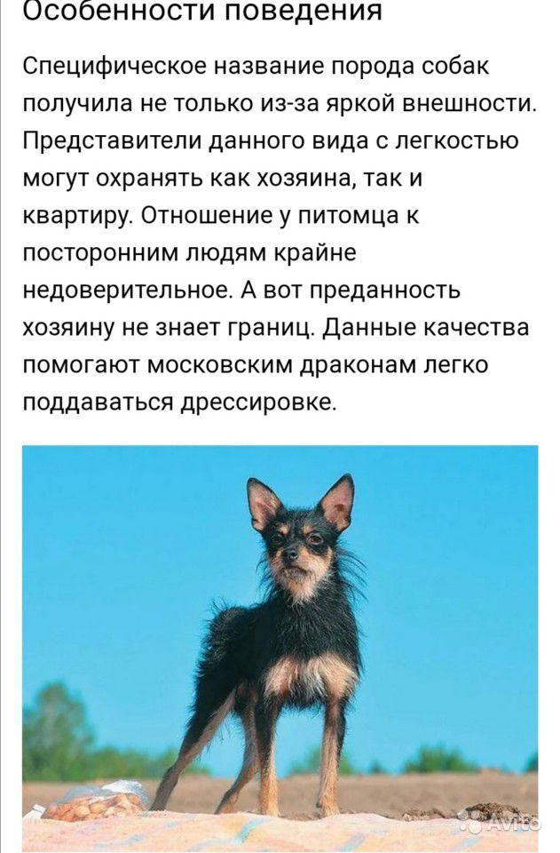 Собака московский дракон - фото, описание породы, уход