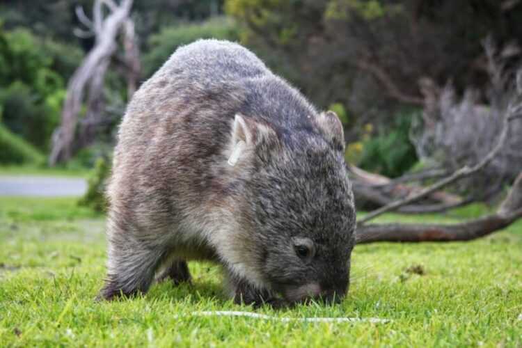 Животные австралии | животный мир