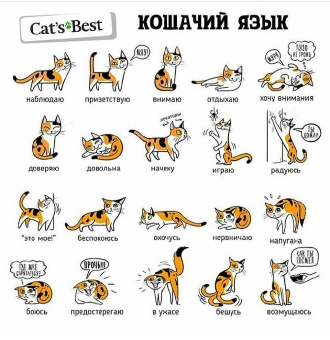 Понимают ли кошки человеческую речь? могут ли коты понять, что люди с ними разговаривают и ругают их?