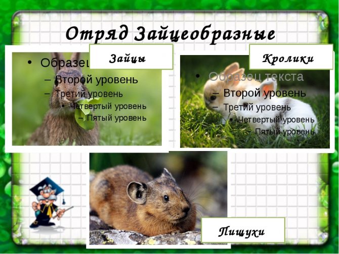 ᐉ к какому семейству относятся кролики - zoomanji.ru