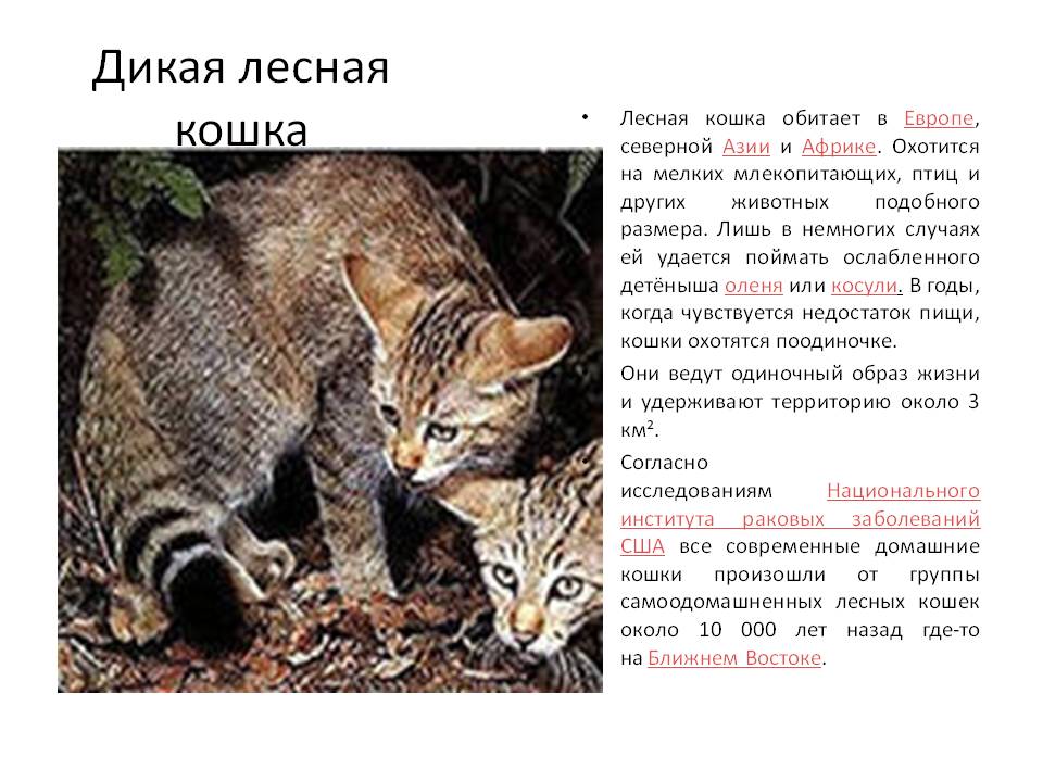 Дальневосточный лесной кот: фото и описание, среда обитания :: syl.ru